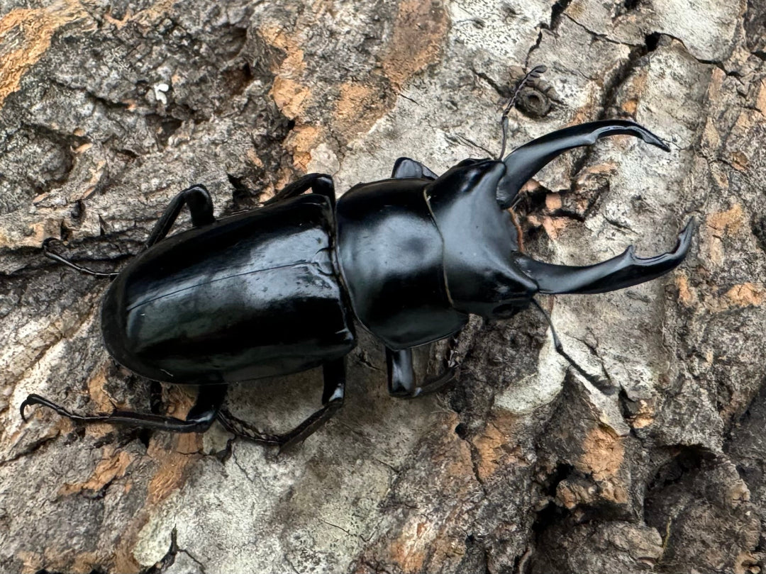 【WD】《ネパレンシス ssp. チベット産 46mm ペア》