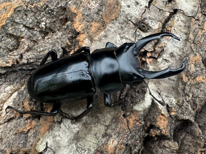 【WD】《ネパレンシス ssp. チベット産 46mm ペア》