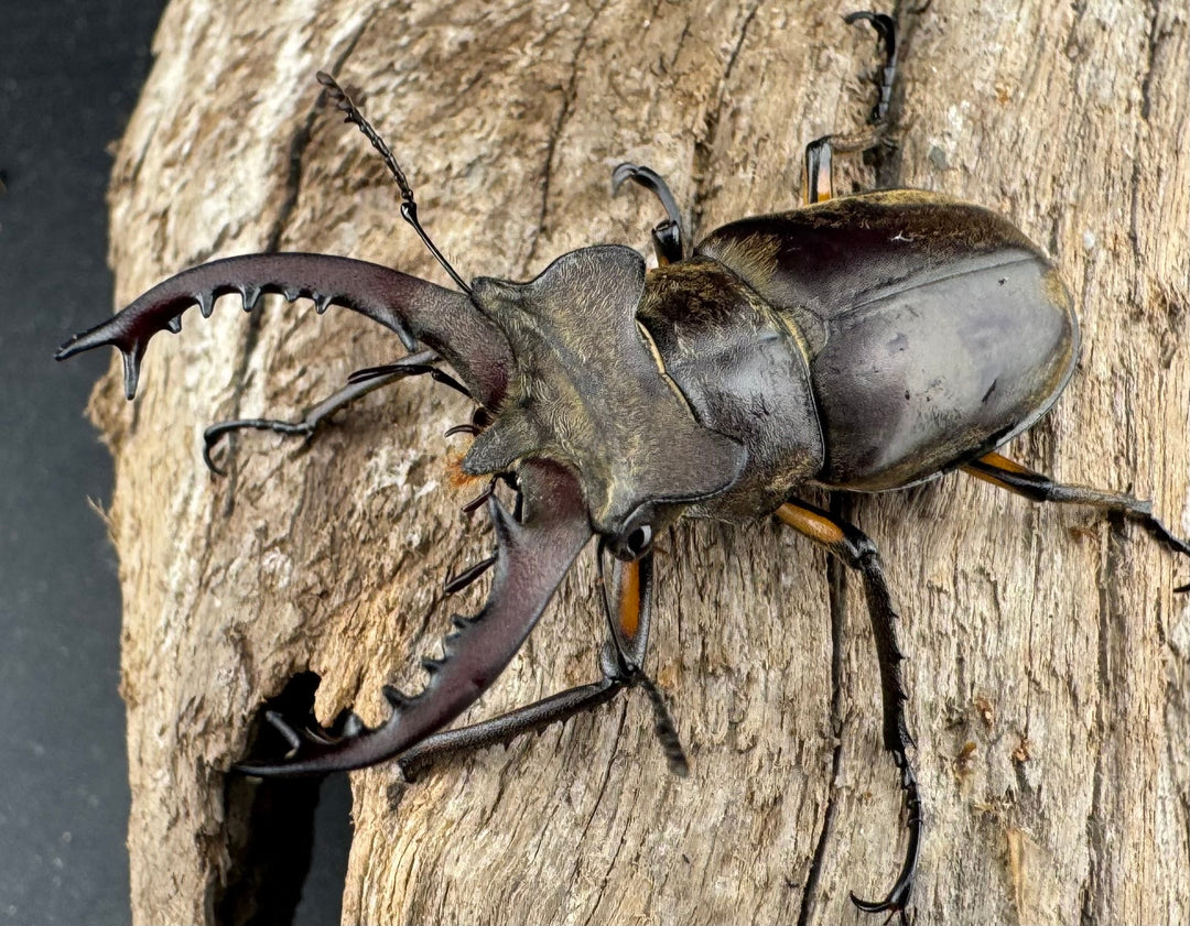 【WD】《ディボウスキーミヤマ原名亜種（チョウセンミヤマ） 遼寧省産 51mm A'品ペア》