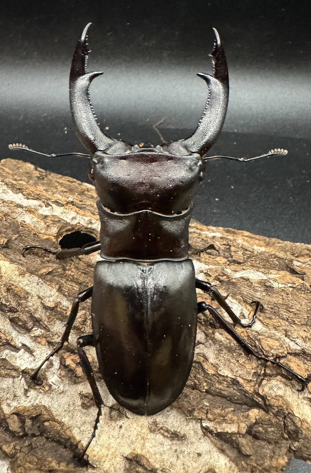 【WD】《マンディブラリスフタマタ 98mm ペア》