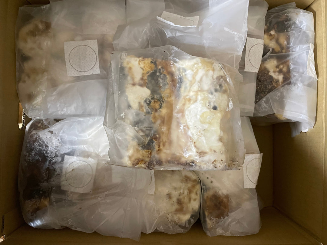 【5袋セット】植菌カワラ材 Mサイズ2本入り