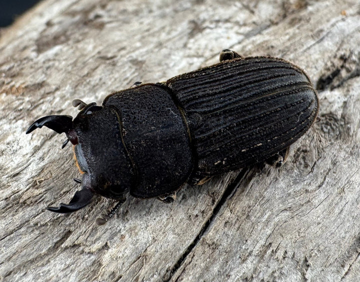 【F0】《ベルティヌスサビクワガタ 貴州省産 Free ペア》①