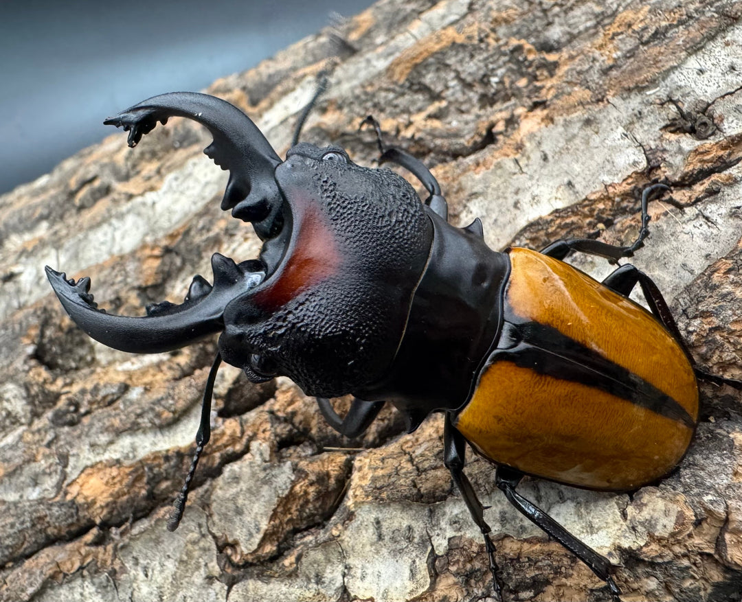 【WD】《ボーレンホーベンツヤクワガタ 72mm ペア》