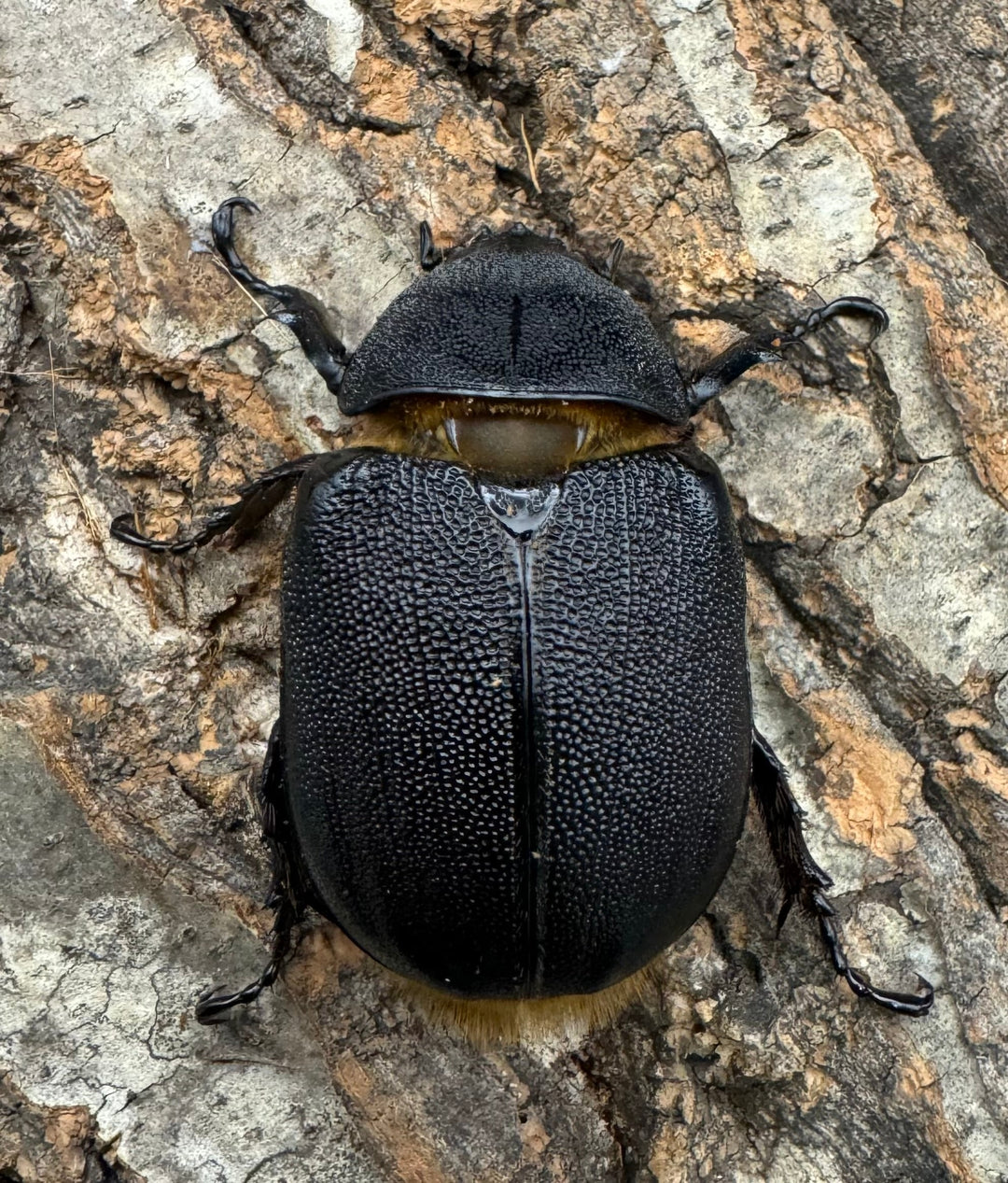 即ブリ《サタンオオカブト 79.5mm ペア》