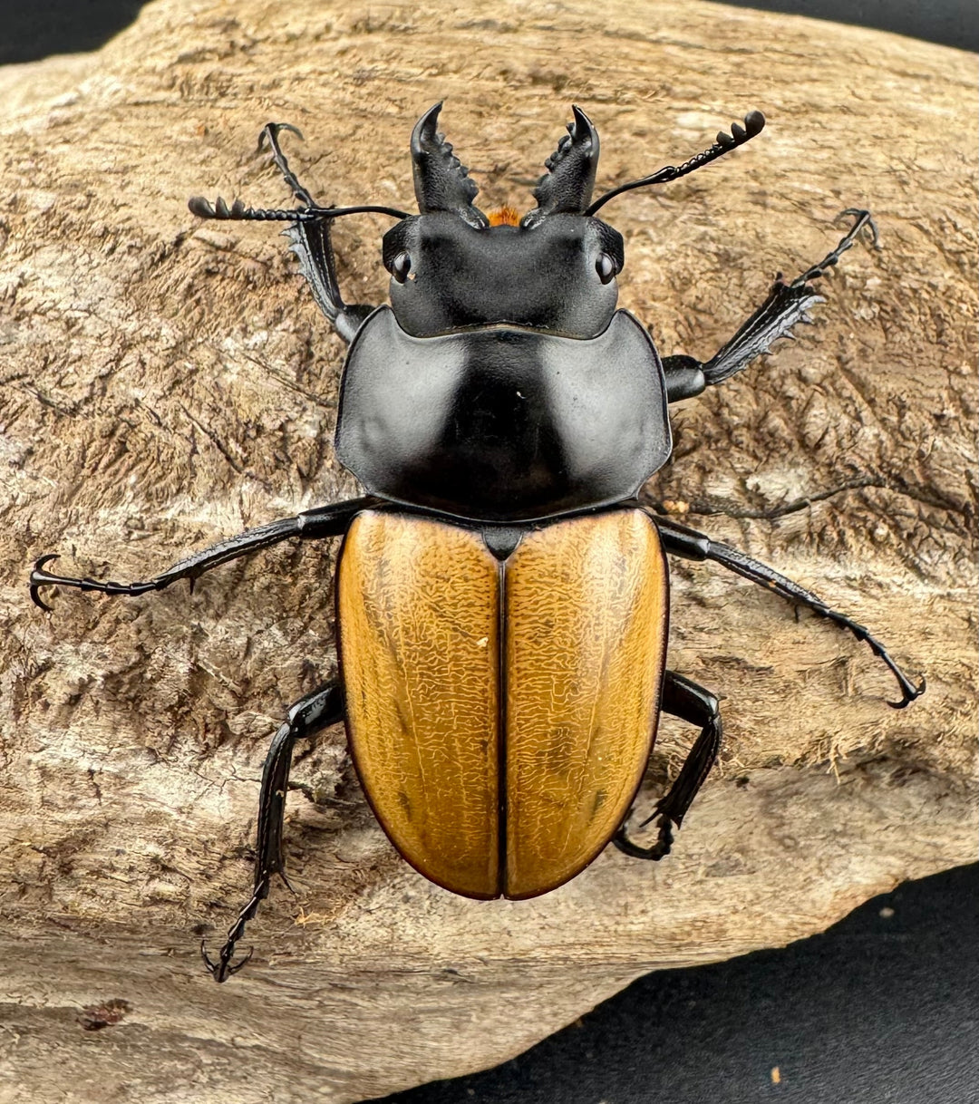 【WD】《ニティドゥスマルバネ亜種lemeei 広西壮族産 42mm ペア》