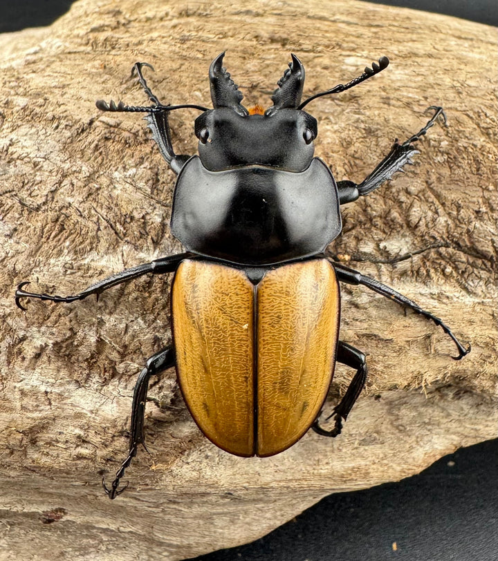 【WD】《ニティドゥスマルバネ亜種lemeei 広西壮族産 42mm ペア》