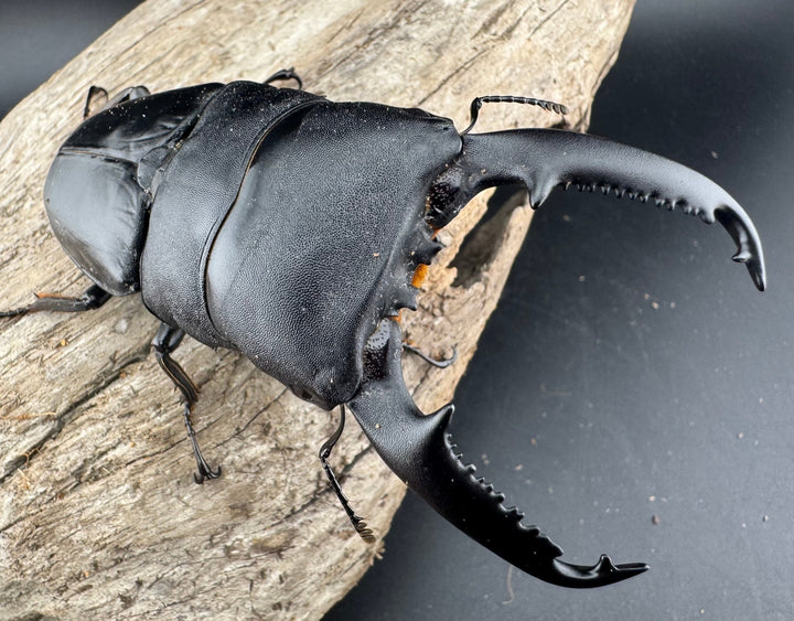 【WF1】《パラワンオオヒラタクワガタ 98mm ペア》