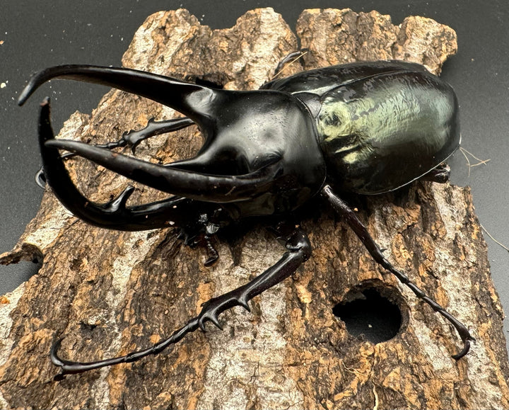 【WD】《スマトラコーカサスオオカブト 104mm ペア》