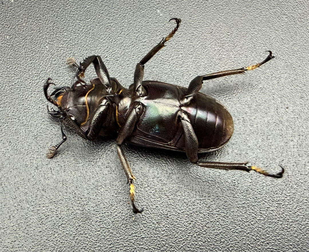 《メタリフェルホソアカ亜種フィナエ パープル系 75.5mm ペア》