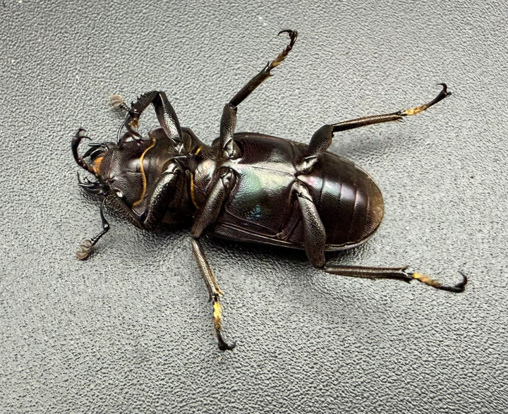 《メタリフェルホソアカ亜種フィナエ パープル系 75.5mm ペア》