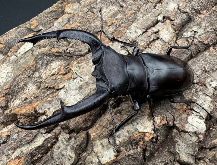 【WD】《マンディブラリスフタマタ 96.5mm ペア》