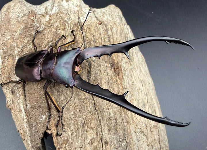 《メタリフェルホソアカ亜種フィナエ パープル系 84mm ペア》