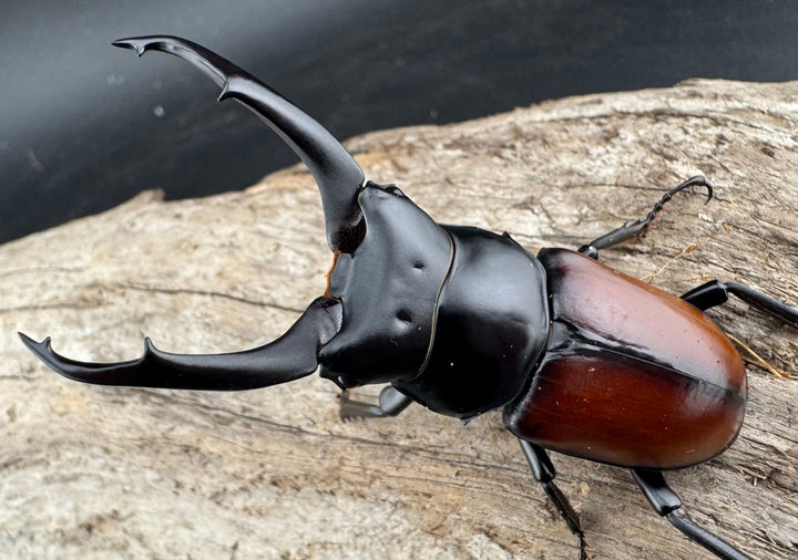 【WD】《マクレイコクワ チベット産 64mm ペア》