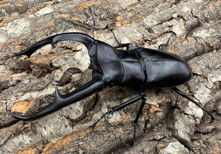 【WD】《マンディブラリスフタマタ 98.5mm ペア》