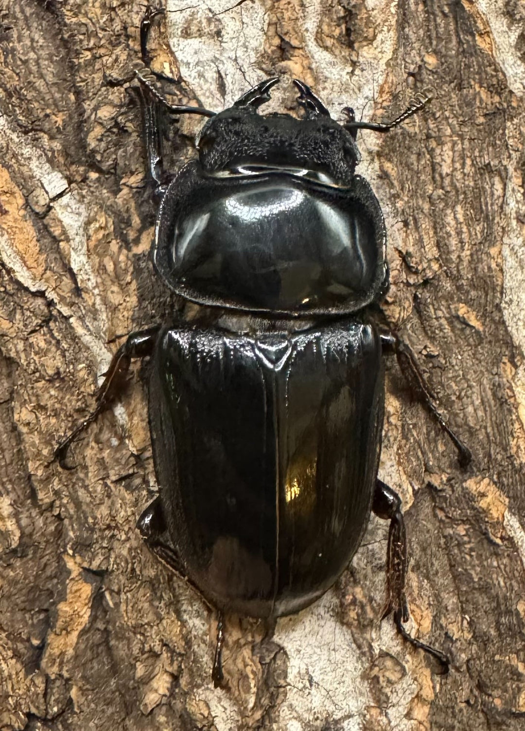 《インドグランディス亜種moriyai Garda95.0血統 81mm ペア》Soul氏ブリード個体