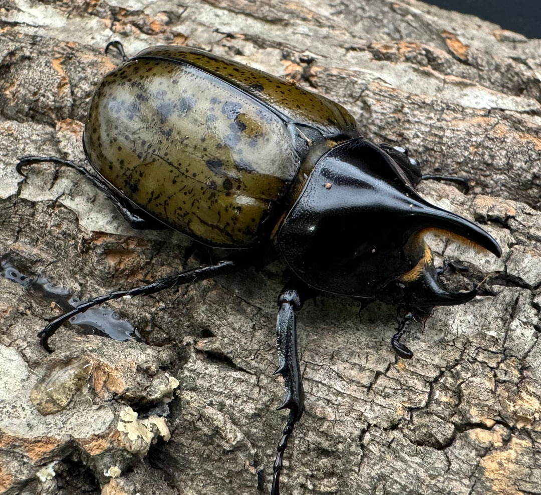 【WF2】《モロンオオカブト 60mm B品ペア》