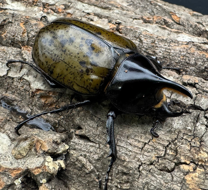 【WF2】《モロンオオカブト 60mm B品ペア》