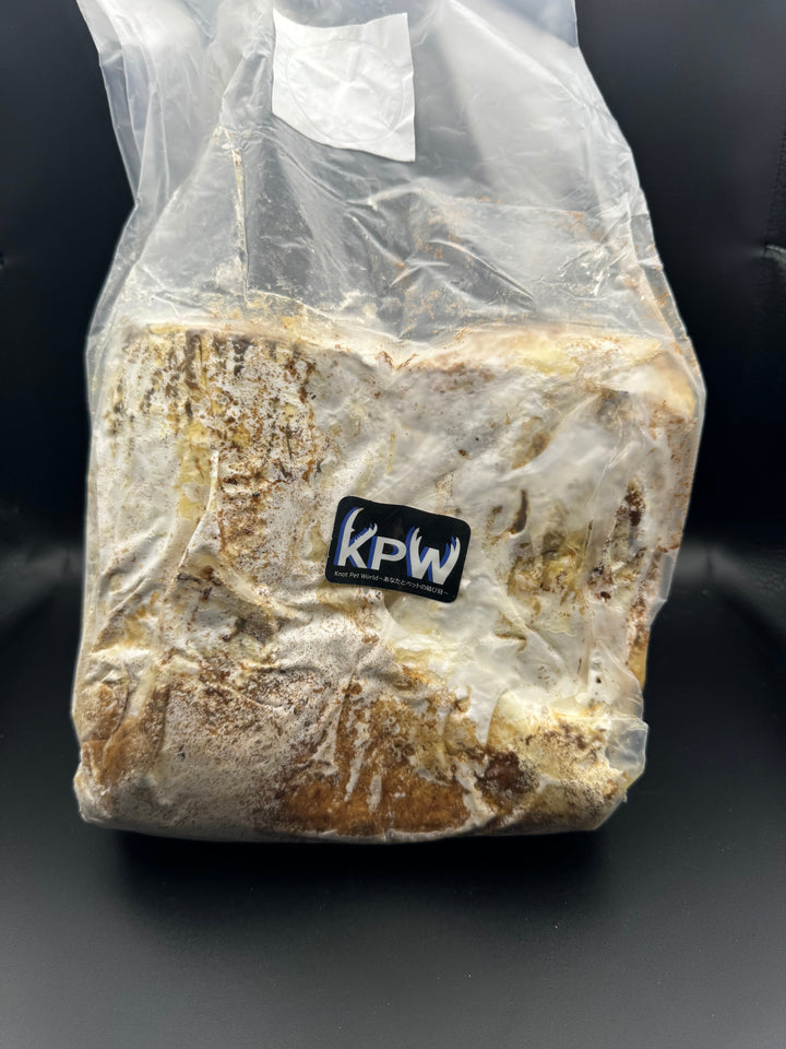 植菌ニクウスバ材 M材 ２本入り