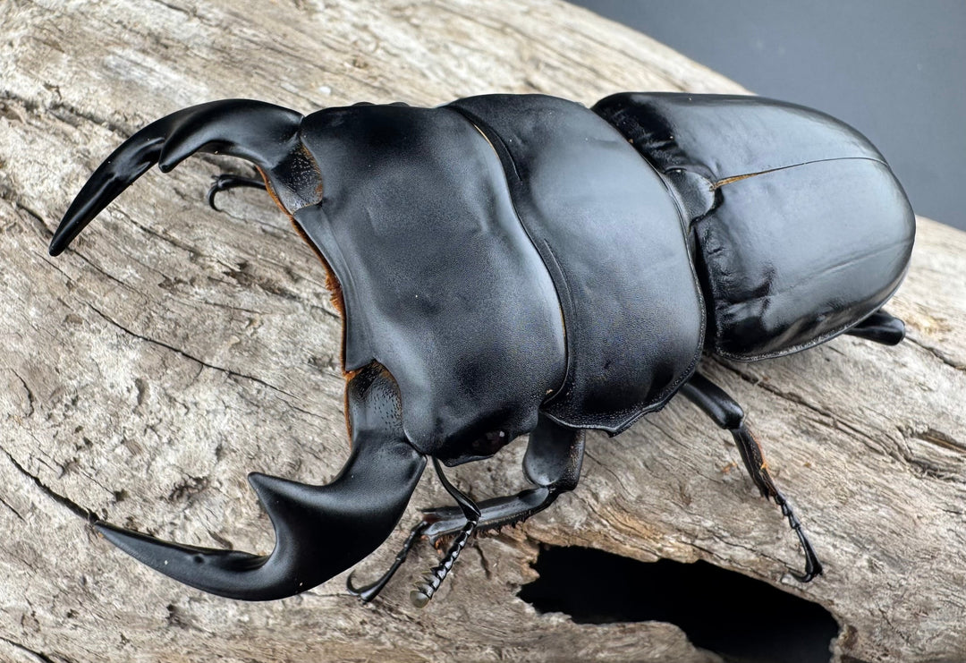 【WF1】《アンタエウスオオクワ カオバン産 80mm ペア》