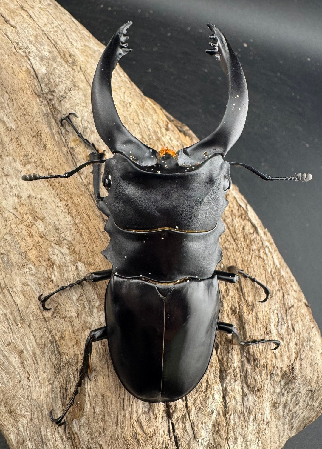 【WD】大型《アルケスツヤクワガタ 92mm ペア》