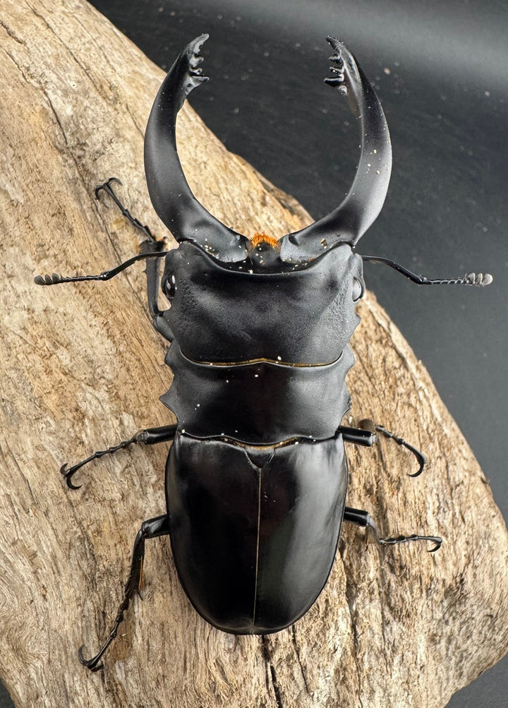 【WD】大型《アルケスツヤクワガタ 92mm ペア》