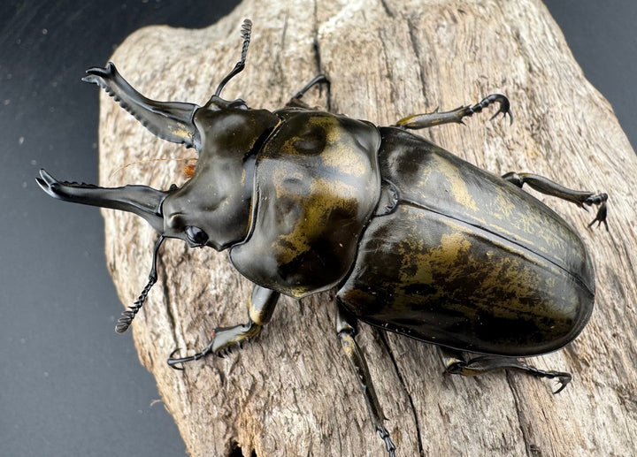 【F0】《ローゼンベルグオウゴンオニクワガタ 72mm ペア》