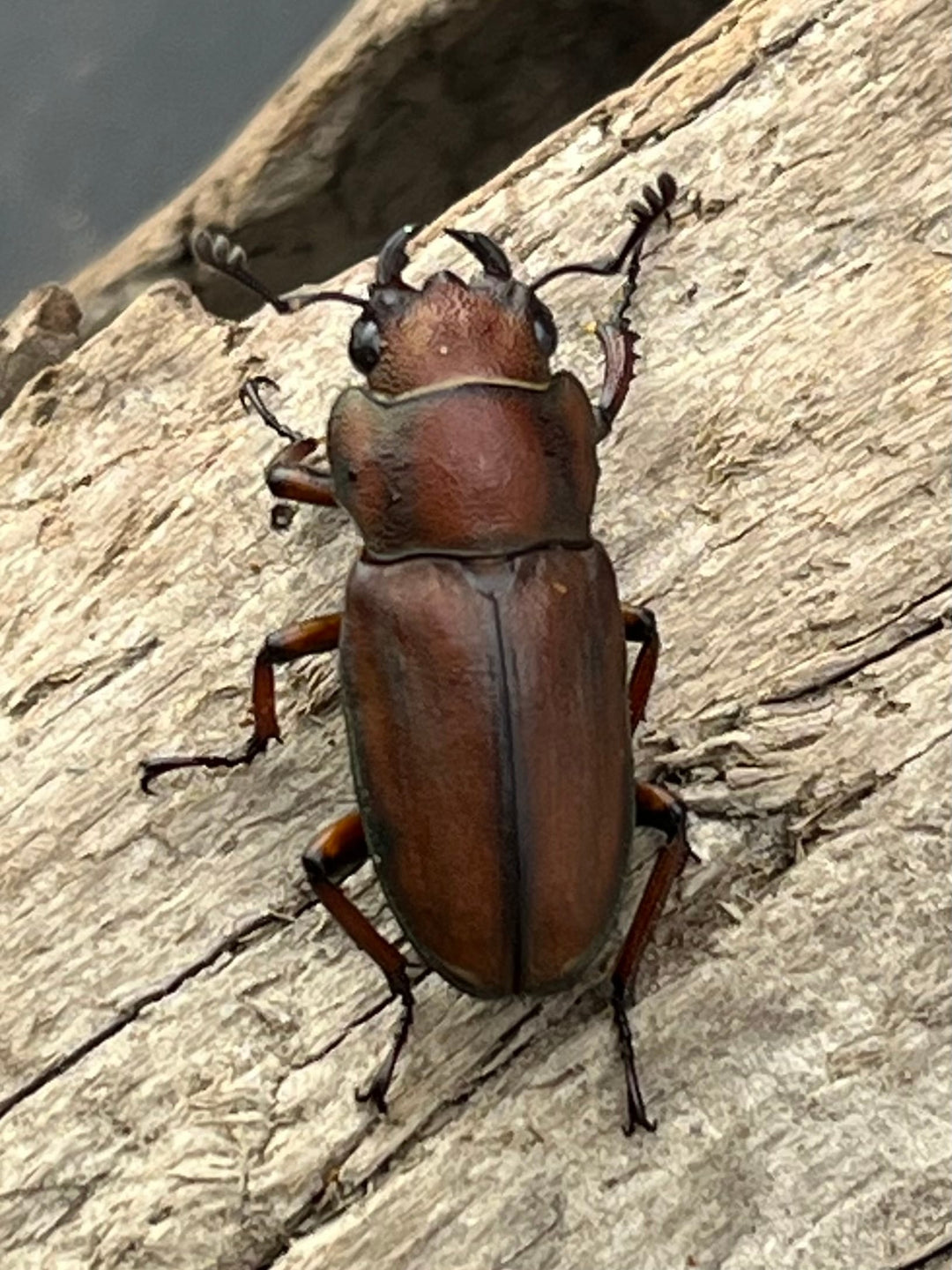 【WD】《スズムラホソアカ ロハス産 37mm ペア》