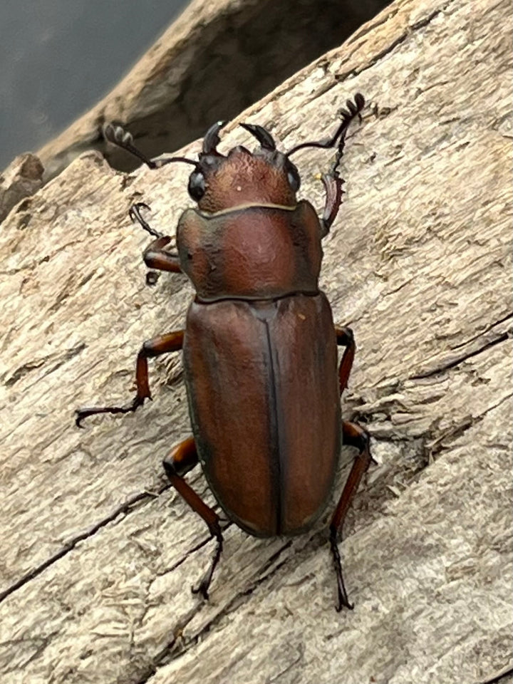 【WD】《スズムラホソアカ ロハス産 37mm ペア》