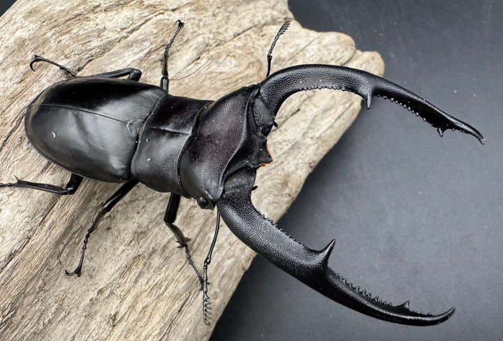 【WD】《マンディブラリスフタマタ 90mm ペア》