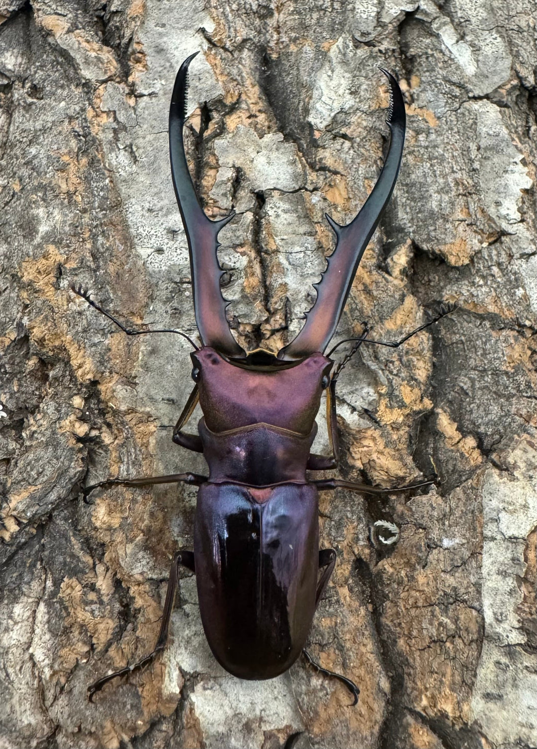 【美麗】《メタリフェルホソアカ 82mm ペア》セルヴォラン氏ブリード個体