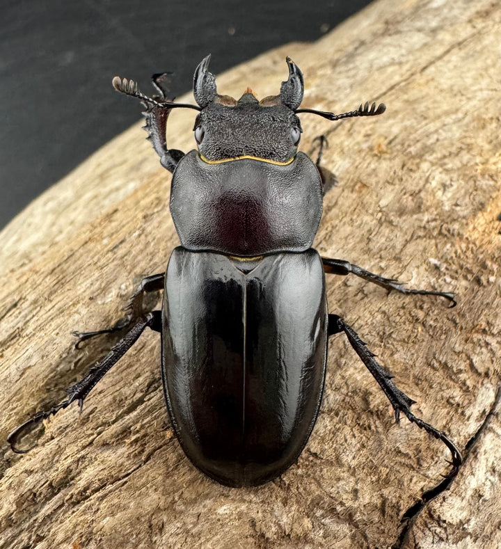 【WD】《ミヤマクワガタ 胆振地方産 67mm ペア》