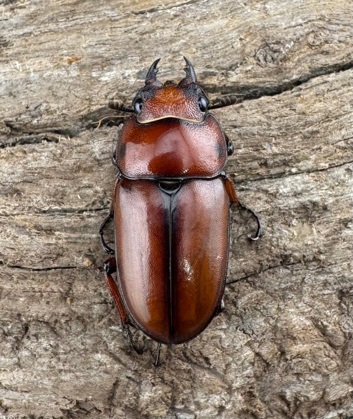 【WD】《アスタコイデス亜種fraternus ベトナム産 53mm ペア》