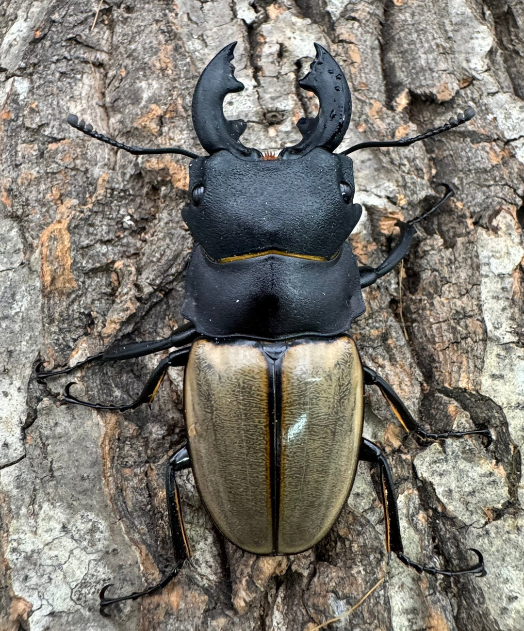 【WD】《カステルナウディツヤクワガタ 75ｍｍ ペア》