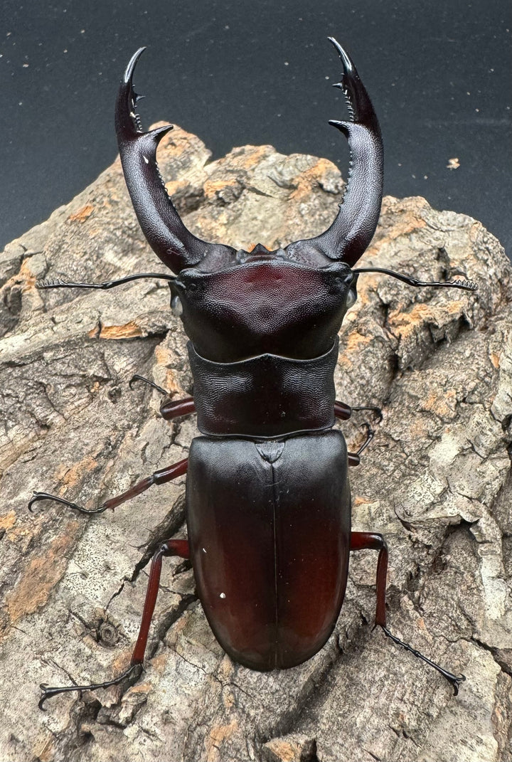 《マンディブラリスフタマタ原名亜種 サバ産 ホワイトアイ 93mm ペア》