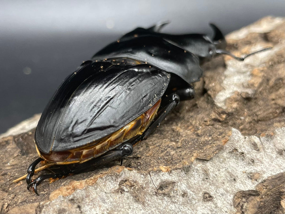 《ホペイオオクワガタ OMG血統 73mm ペア B品》