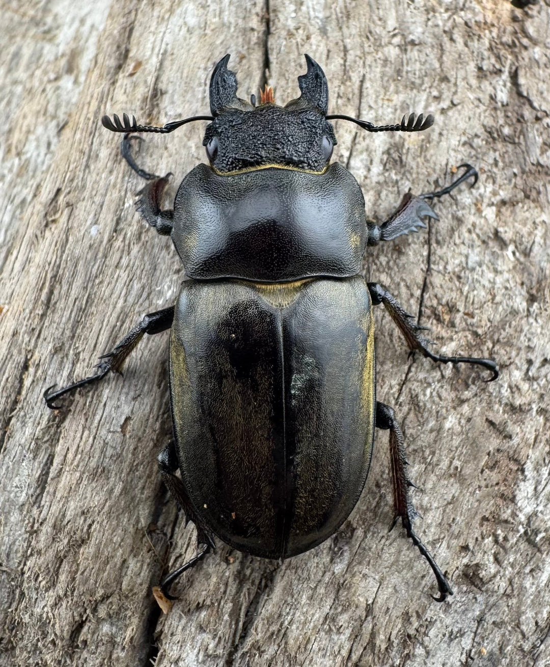 【WD】《ビクトリウスミヤマクワガタ 54mm B品ペア》