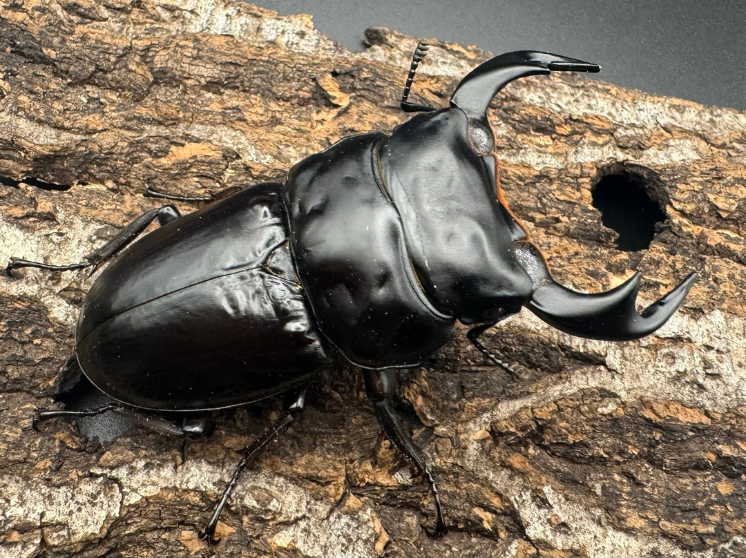 《インドアンタエウスオオクワ 74mm ペア》