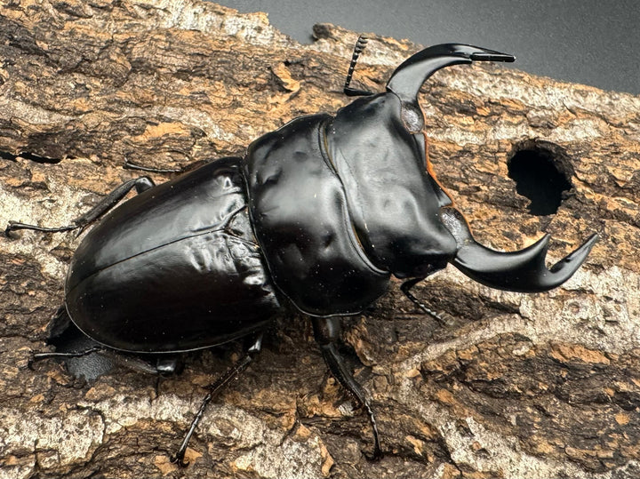 《インドアンタエウスオオクワ 74mm ペア》