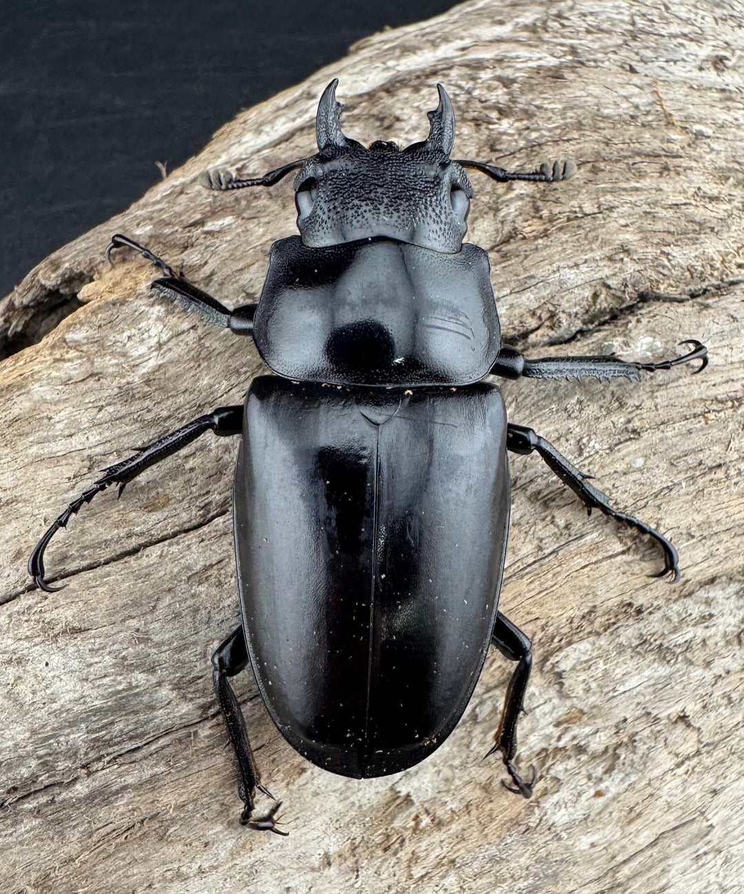 【WD】《 ギラファノコギリ亜種ケイスケ 107.5mm ペア》