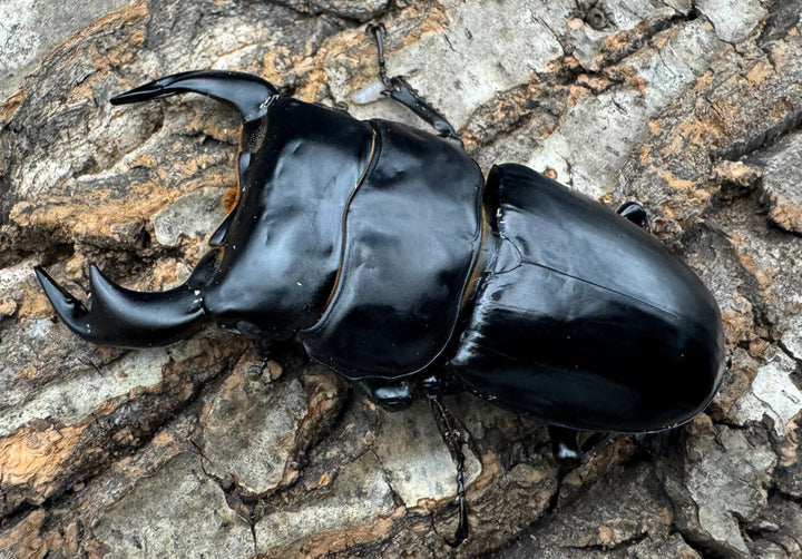 《インドアンタエウス サディア産 82mm ペア》