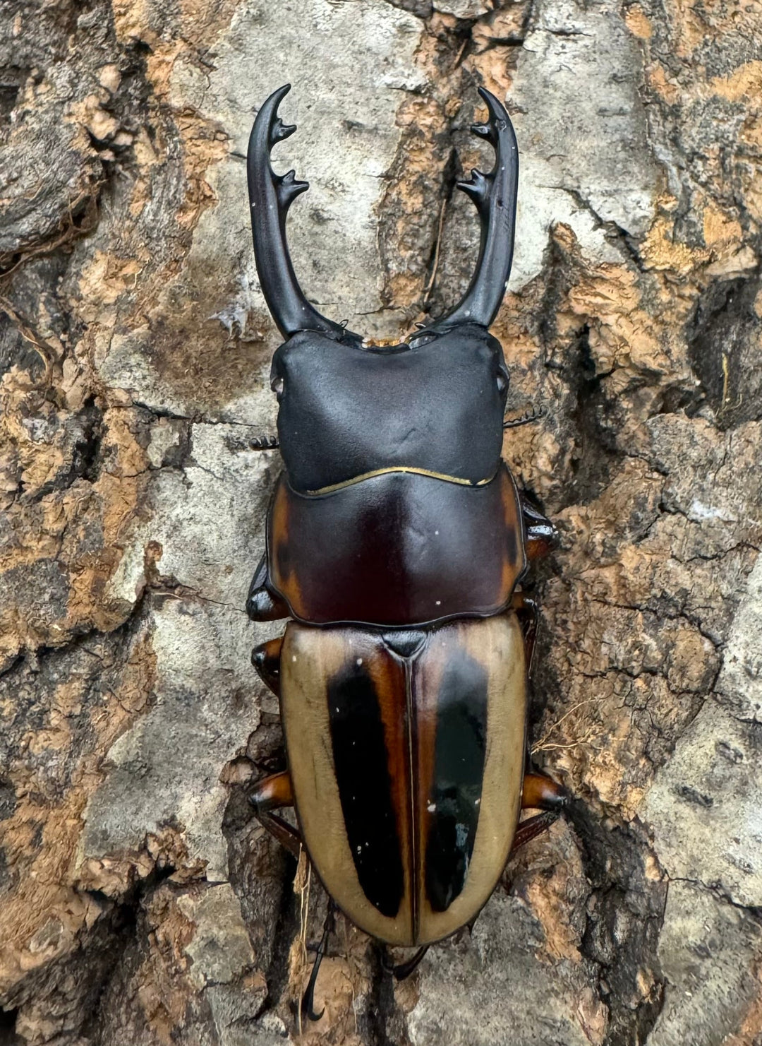 【WD】《ラテラリスノコギリ亜種マイリーン 四つ葉 53.5mm ペア》