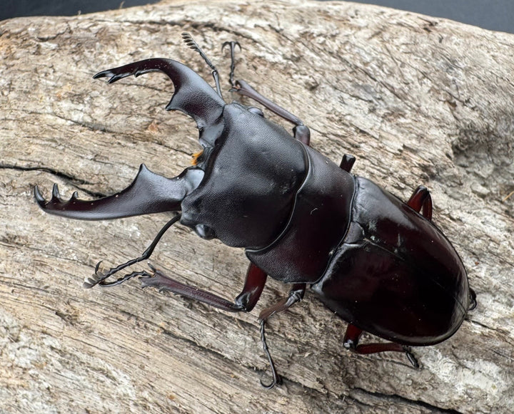 《ボーリンフタマタ亜種バミノルム 64.5mm ペア》