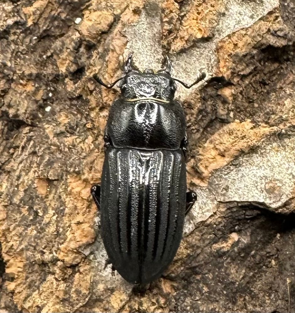 【WD】《モートゥオセスジ原名亜種 ペア》