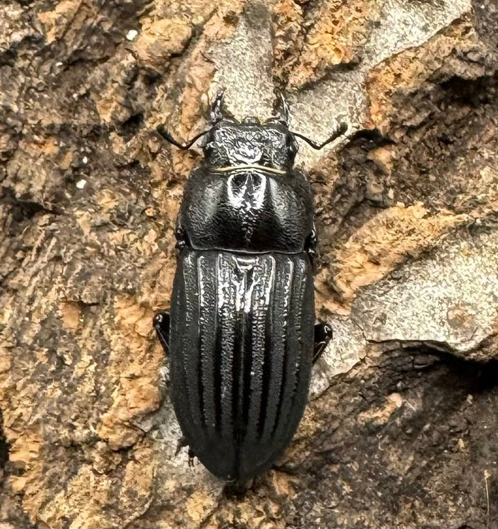 【WD】《モートゥオセスジ原名亜種 ペア》