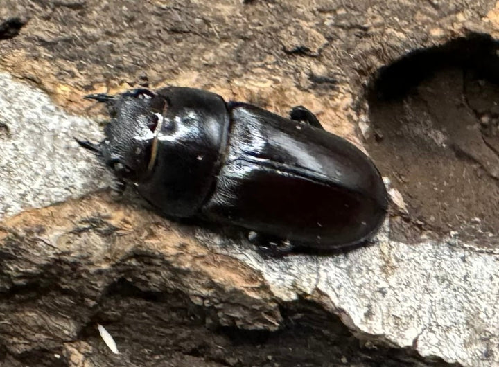 《セグーコクワ ペア》