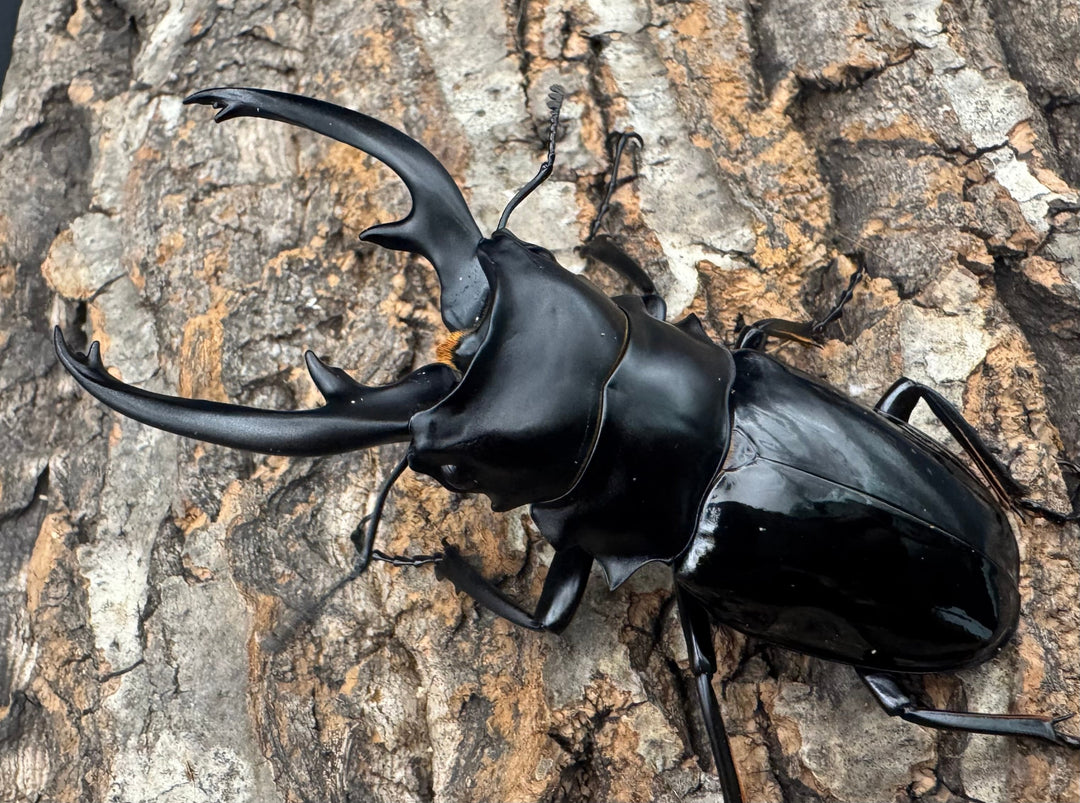 【WD】《インターメディアツヤクワガタ ネグロス産 90mm ペア》