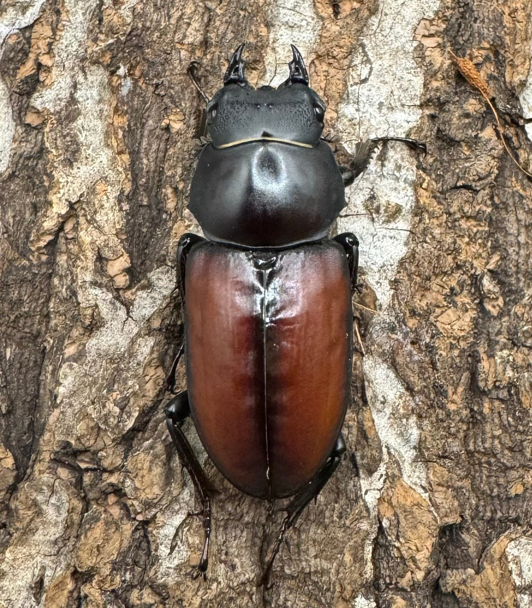 【WD】《マクレイコクワ 58mm ♂♀♀トリオ》