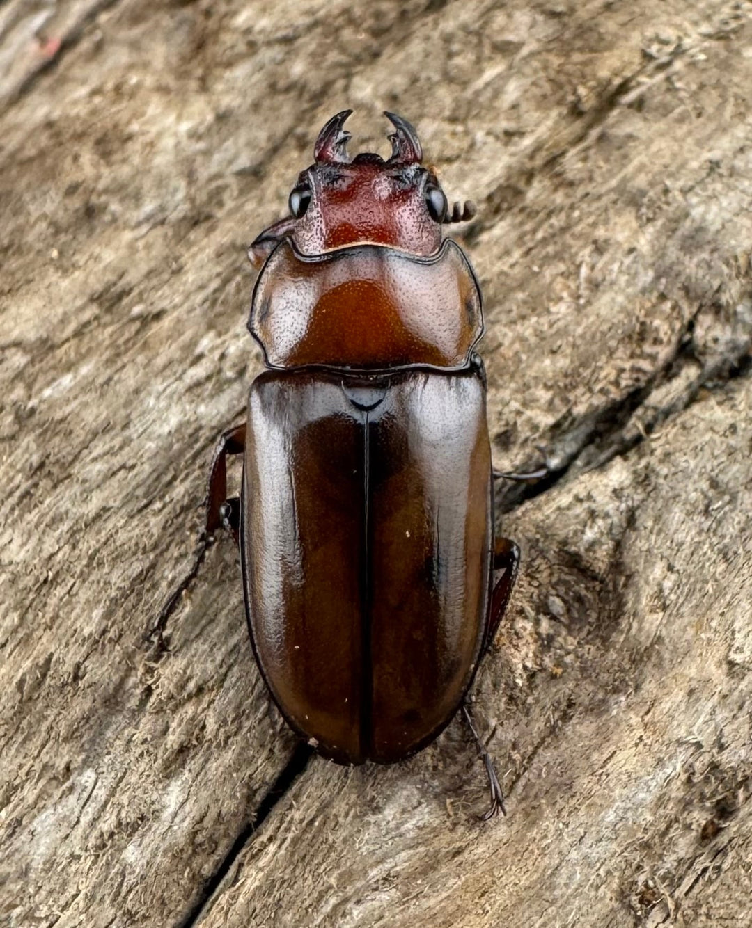 【WD】《カスタネウスオニクワガタ 18.5mm ♀単》