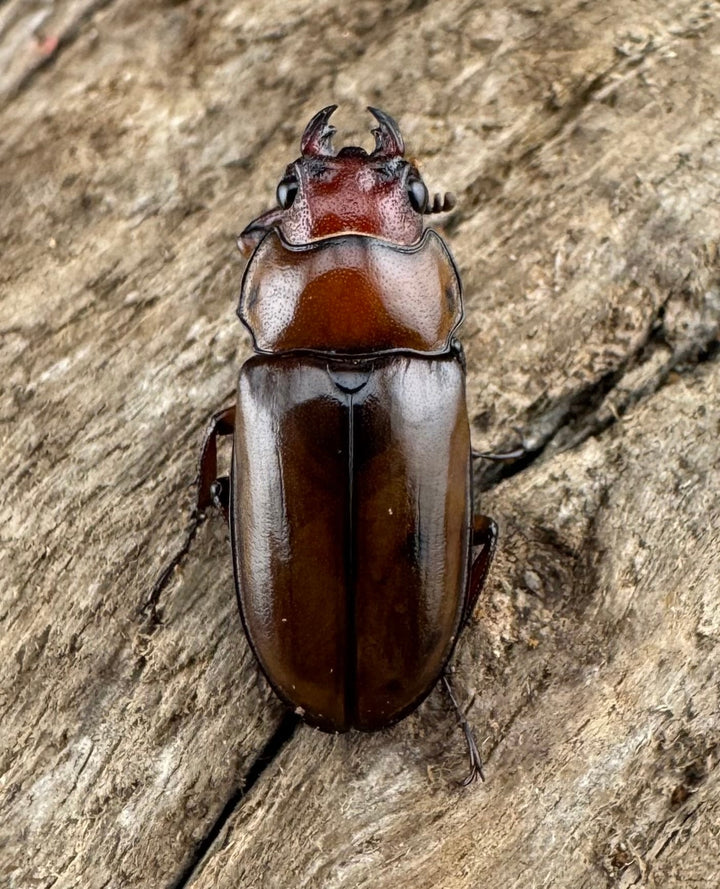 【WD】《カスタネウスオニクワガタ 18.5mm ♀単》