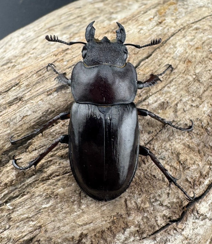 【WD】《ミヤマクワガタ 山形県産 50mmUP ペア》